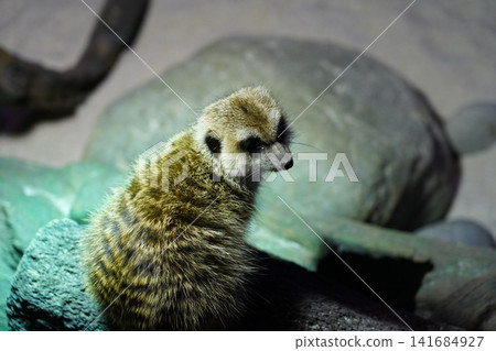Meerkat Portrait Cute Animal Wildlife Photography Meerkat Portrait Cute Animal Wildlife Photography 141684927