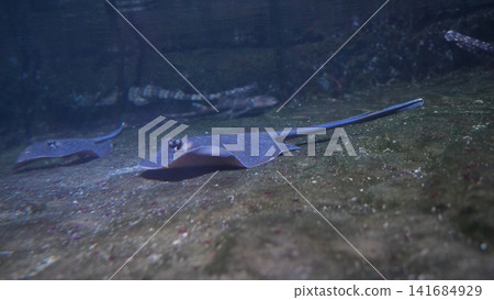 Bluespotted Ribbontail Stingray Underwater Sea Life 141684929