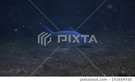 A Beautiful Iridescent Shark in Dark Blue Waters A Beautiful Iridescent Shark in Dark Blue Waters 141684930