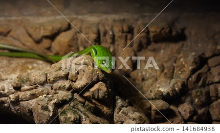 Emerald Tree Skink on Rocky Ledge Close Up View Emerald Tree Skink on Rocky Ledge Close Up View 141684938