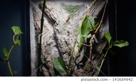 Thorny Stick Insect and Green Leaves Indoor Exhibit View Thorny Stick Insect and Green Leaves Indoor Exhibit View 141684942
