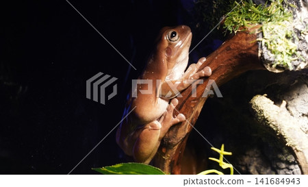Dumpy Tree Frog Perched on a Branch Close Up Photo Dumpy Tree Frog Perched on a Branch Close Up Photo 141684943