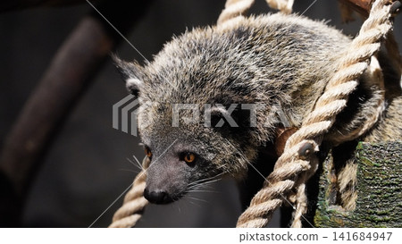 Binturong Portrait Close Up on Rope Wildlife Photo Binturong Portrait Close Up on Rope Wildlife Photo 141684947