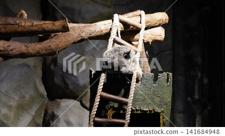 Binturong on a Ladder at the Zoo Animal Portrait Binturong on a Ladder at the Zoo Animal Portrait 141684948