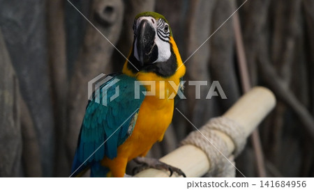 Blue and Gold Macaw Parrot Bird Photography Blue and Gold Macaw Parrot Bird Photography 141684956