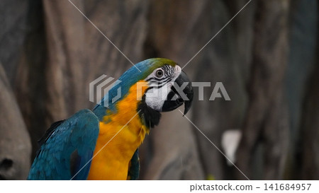 Blue and Gold Macaw Portrait Beautiful Bird Blue and Gold Macaw Portrait Beautiful Bird 141684957