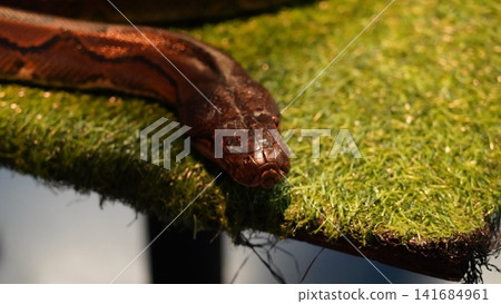 Reticulated Python Close Up Portrait Exotic Snake Reticulated Python Close Up Portrait Exotic Snake 141684961
