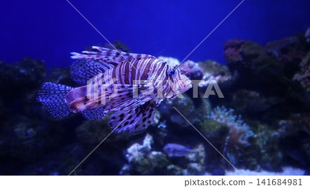 Lionfish Underwater Marine Life Aquatic Species Lionfish Underwater Marine Life Aquatic Species 141684981