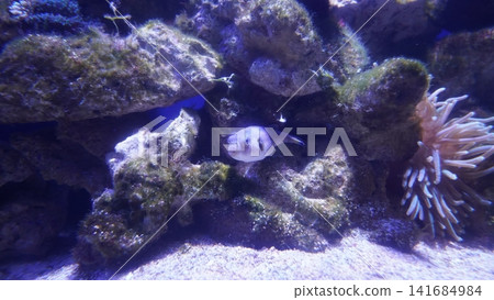 Pufferfish in a Coral Reef Tank Underwater Scene Pufferfish in a Coral Reef Tank Underwater Scene 141684984