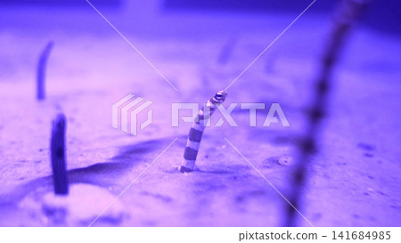 Splendid Garden Eel in Purple Light Underwater View 141684985