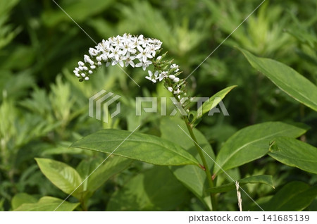 草地上盛開著白色的珍珠菜花 草地上盛開著白色的珍珠菜花 141685139