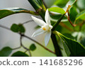 檸檬白花 141685296