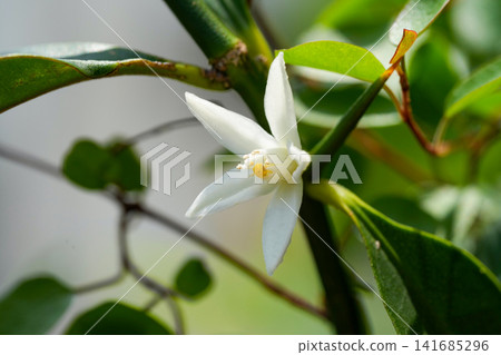 檸檬白花 141685296