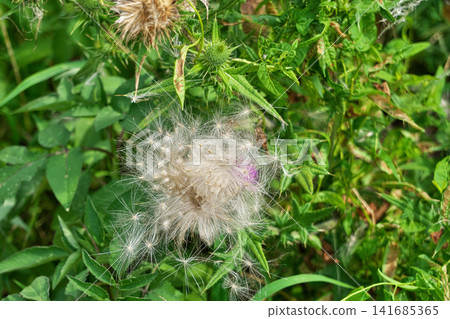 White, downy seeds of the American thistle (summer, August) 141685365
