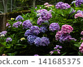 hydrangea   141685375