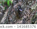 Beetle 141685376