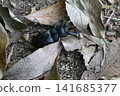 Stag beetle 141685377