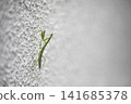A praying mantis on a white wall 141685378