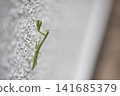 A praying mantis on a white wall 141685379