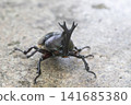 Beetle 141685380
