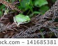 Tree frog 141685381