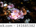 Fallen camellia 141685382