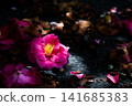 Fallen camellia 141685383