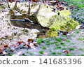 Deer on the water's surface 141685396