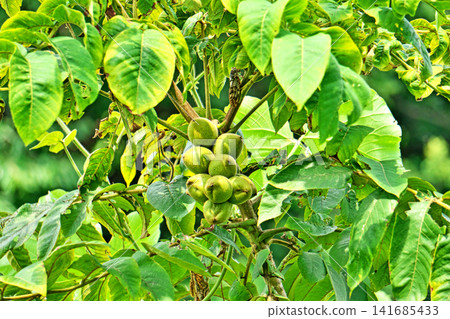 Young, green walnuts of the Japanese walnut tree (summer, August) Young, green walnuts of the Japanese walnut tree (summer, August) 141685433