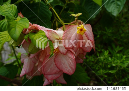 Vibrant Mussaenda erythrophylla pink flowers and green leaves 141685465