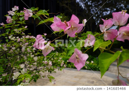 Beautiful pink Bougainvillea flowers in bloom Beautiful pink Bougainvillea flowers in bloom 141685466