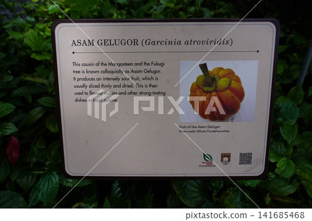 Asam Gelugor Garcinia atroviridis Sour Fruit 141685468