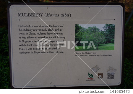 Discover the Mulberry Morus alba Plant History Discover the Mulberry Morus alba Plant History 141685473