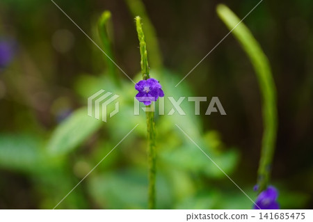 Vibrant Purple Flower Blooming in Green Garden 141685475