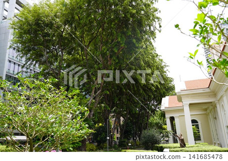 Lush Samanea saman trees lining a vibrant urban street Lush Samanea saman trees lining a vibrant urban street 141685478