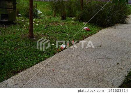 Burning candles along a path with green grass and foliage Burning candles along a path with green grass and foliage 141685514