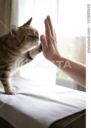 Cat greeting with a high five Cat greeting with a high five 141685628