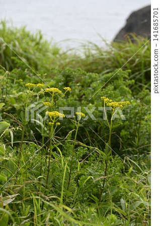 沿海草原上盛開著帕特里尼亞花 141685701