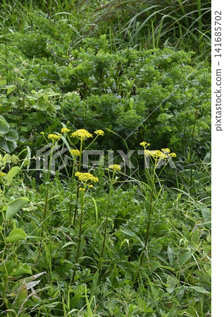 沿海草原上盛開著帕特里尼亞花 沿海草原上盛開著帕特里尼亞花 141685702