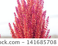 莧屬植物花 141685708