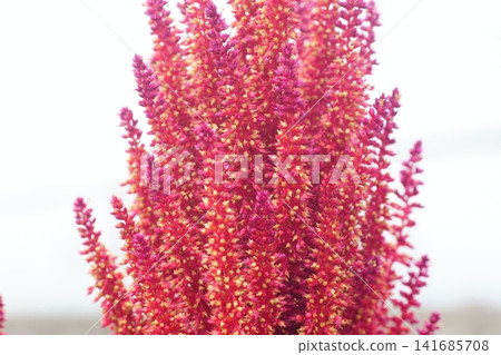 Flower of Amaranthus Flower of Amaranthus 141685708