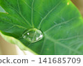 芋頭葉上的水滴 141685709