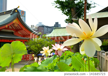神戶生田神社 神戶生田神社 141685723