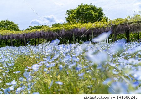 Blue Nemophila Blue Nemophila 141686243