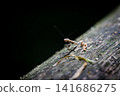 Child mantis 141686275
