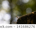 Child mantis 141686276