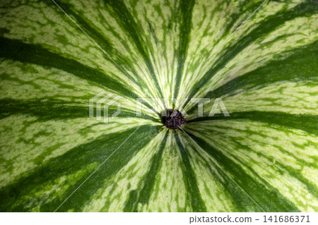 Watermelon rind surface closeup with stem scar radial pattern Watermelon rind surface closeup with stem scar radial pattern 141686371