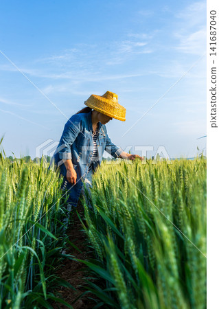 A farmer wearing a straw hat inspecting green wheat stalks in a sunny field. A farmer wearing a straw hat inspecting green wheat stalks in a sunny field. 141687040