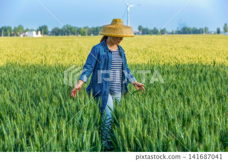 A farmer wearing a straw hat inspecting green wheat stalks in a sunny field. A farmer wearing a straw hat inspecting green wheat stalks in a sunny field. 141687041