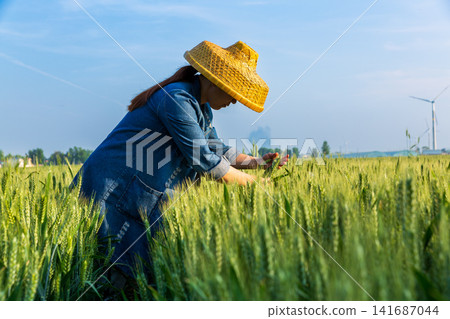 A farmer wearing a straw hat inspecting green wheat stalks in a sunny field. A farmer wearing a straw hat inspecting green wheat stalks in a sunny field. 141687044